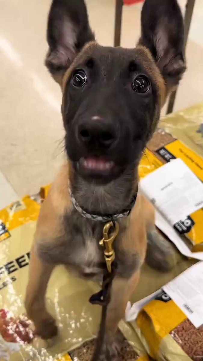 The Belgian Malinois is the most dangerous roommate you’ll ever regret. Now I really want one….