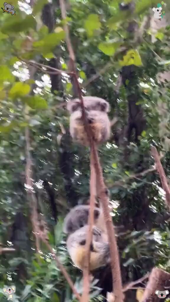 A compilation of adorable and funny koala moments