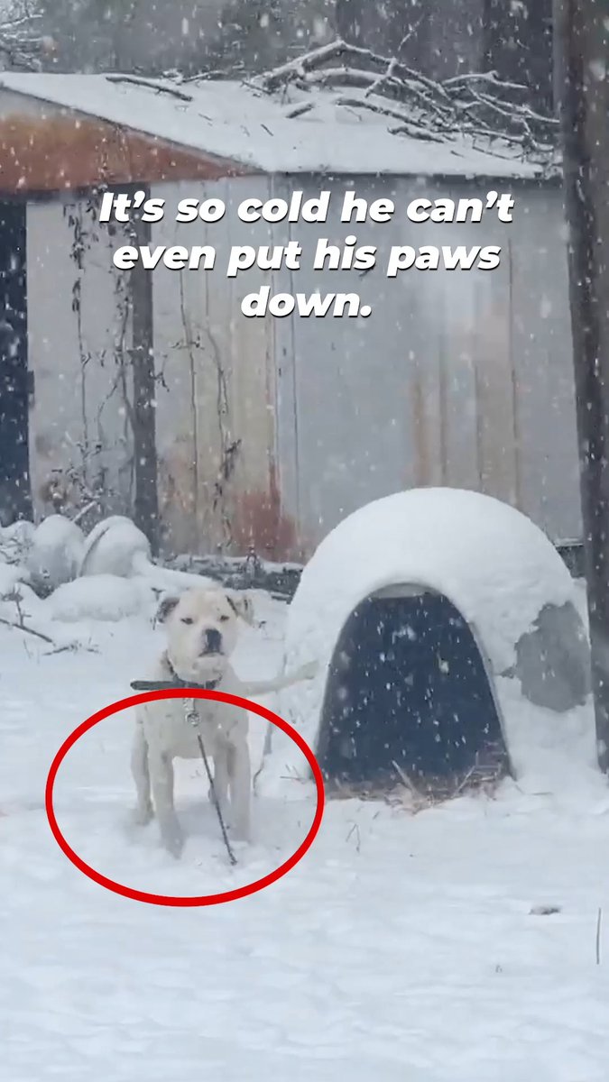 Freezing, alone, and chained to a plastic doghouse💔 Domino’s chance of surviving the winter was dropping with every snowfall. But our team shows up in all weather extremes to give dogs like Domino a fighting chance. Chaining MUST be banned!