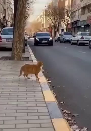 حال العلويه الآن 😄😅