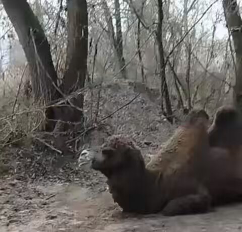 So no, no we’re not joking. Along with Horses and Donkeys. The Russians are also using Camels for logistics for their war in Ukraine. Tell me you’re losing without telling me you’re losing.