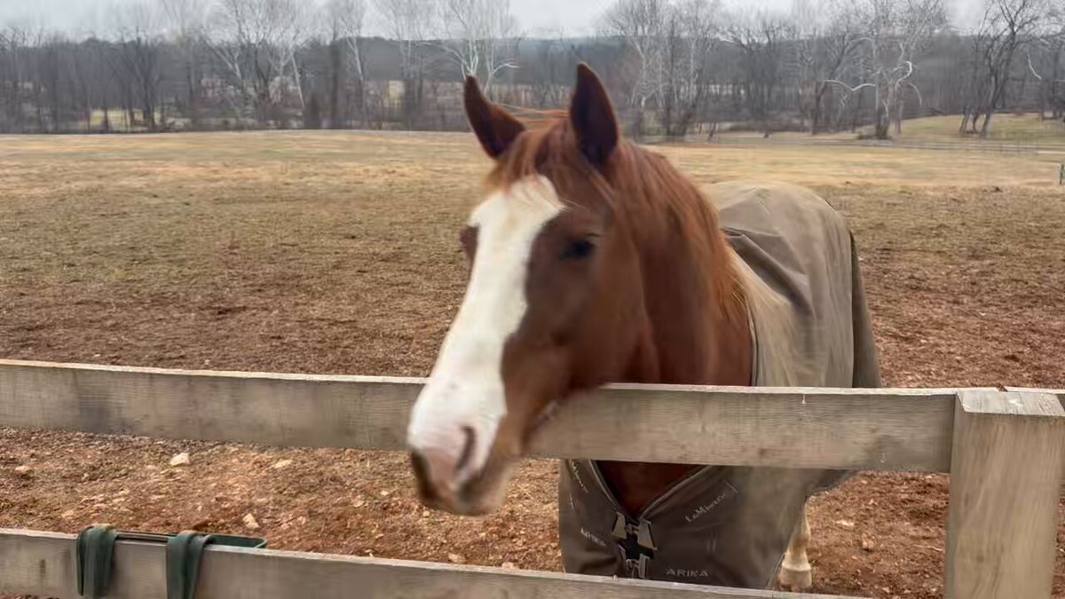 Moe Eighty Eight may have run a 109 Beyer yesterday, but I doubt he eats carrots as fast as his big sister Fingerpaint!