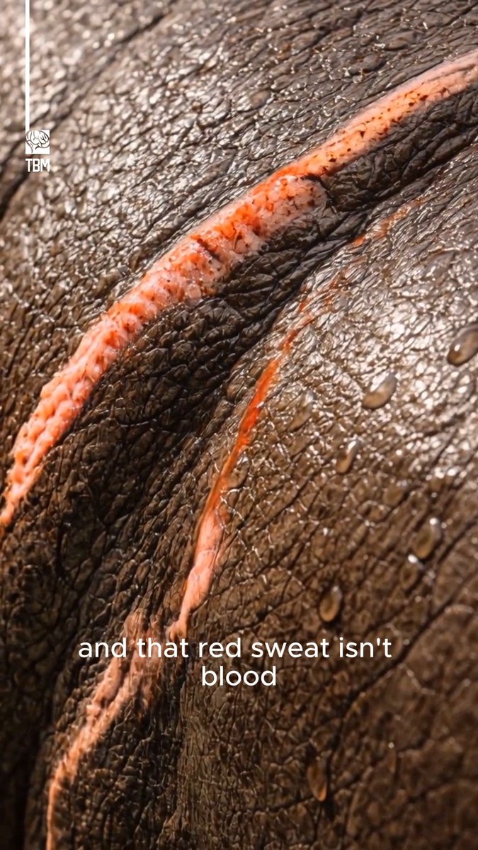 One of the most dangerous animals