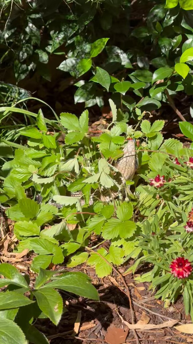 I was doing a bit of gardening &amp; sat down for a rest. Heard a rustling to my right so I looked over and found this blue tongue eating my wild strawberries. This is a different lizard to the one who comes inside for cat food btw. Thread: