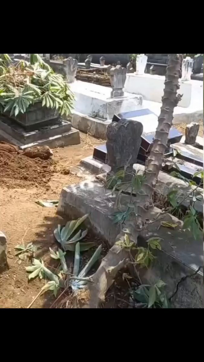 Bapak lu noh jadi singkong (secara harfiah)