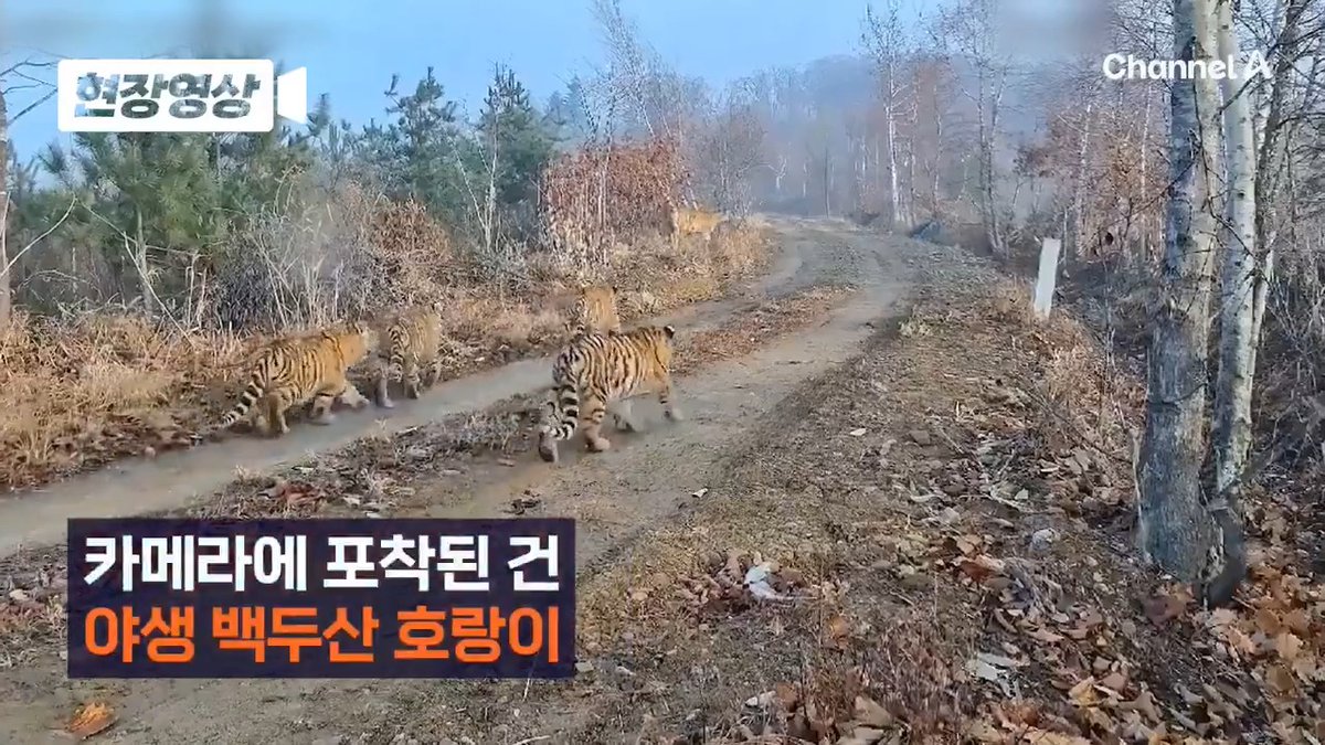 무인 카메라에 잡힌 야생 백두산 호랑이 가족 6마리 한 화면에 담긴 건 처음! 학계 들썩