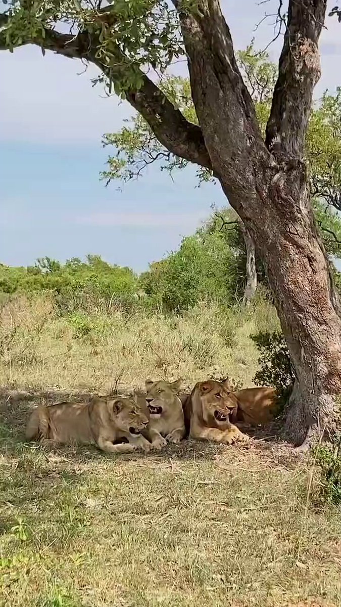 She saw an opportunity when the rest saw danger what a majestic move !...