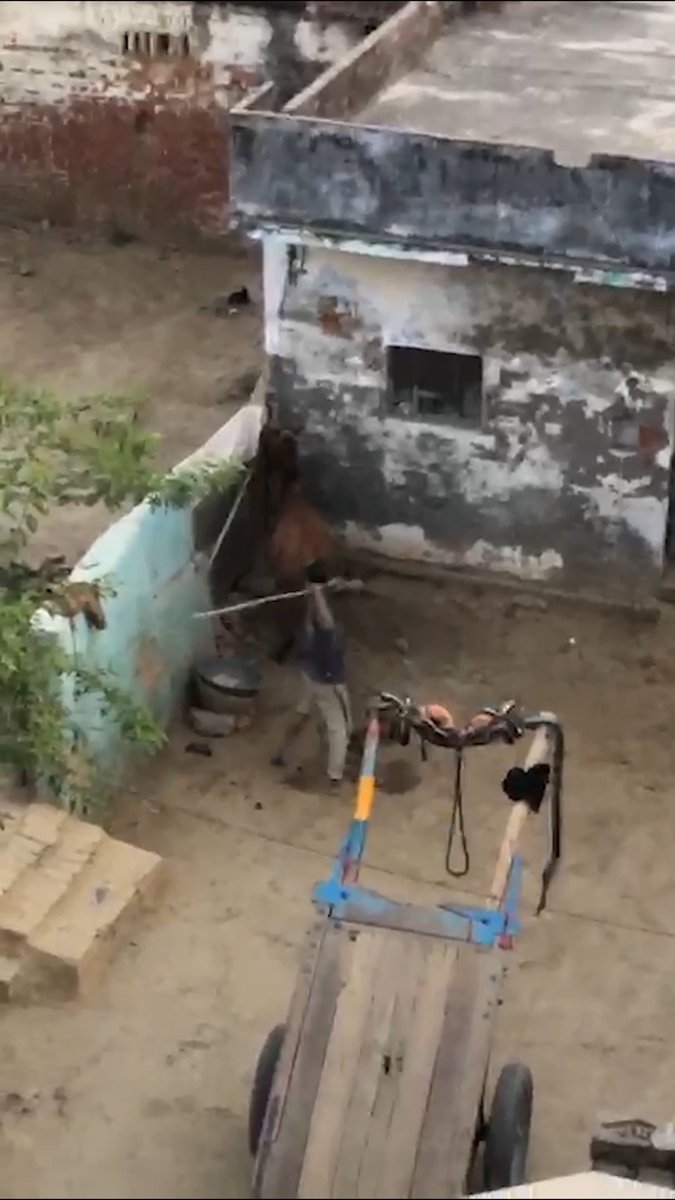 She was pregnant when she was beaten to the ground 💔 A neighbor's video sparked her rescue by PETA India, leading to her healing and safe new life at Animal Rahat 🐴❤️‍🩹