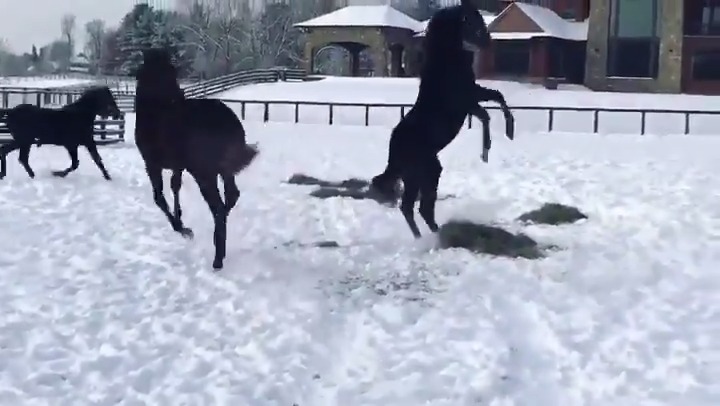 Nothing beats a snow day! ❄️🐎