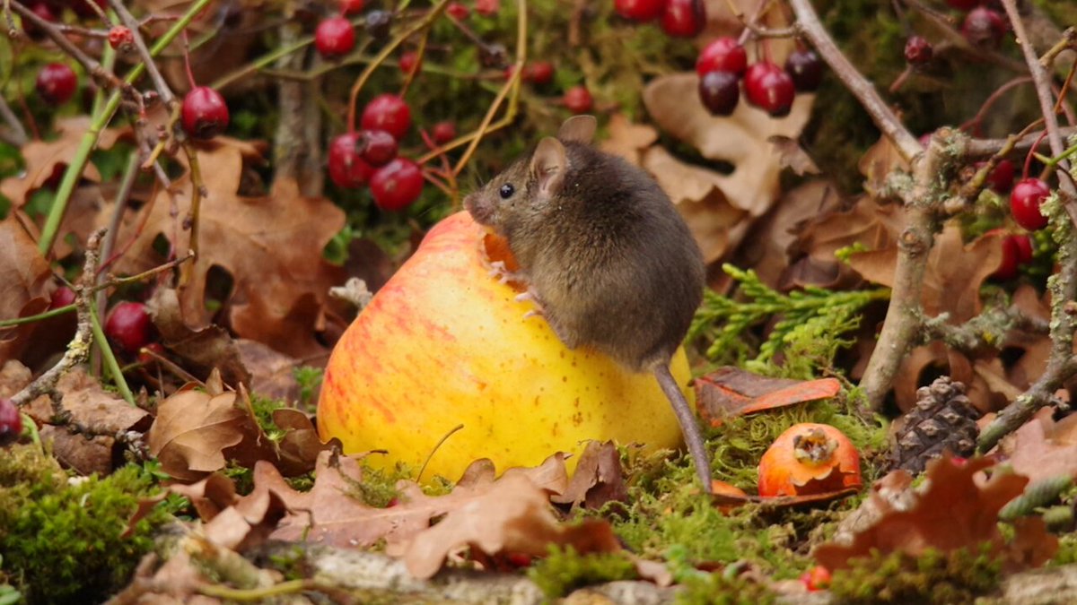 Apple Mouse .
