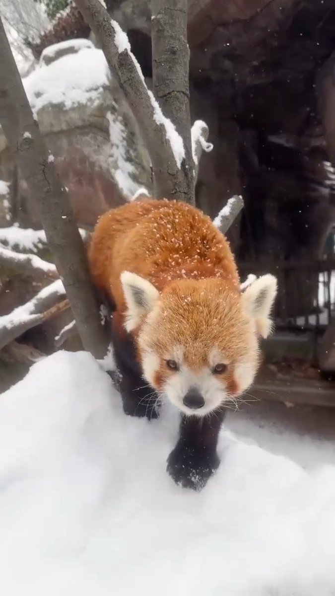 Our Most-Viewed Video of the Year goes to… Khumbie enjoying a Philly snow day! ☃️ Thank you to everyone who watches and engages with our content— helping us share our passion for conservation to help save wildlife and be a place where transformative memories are made.