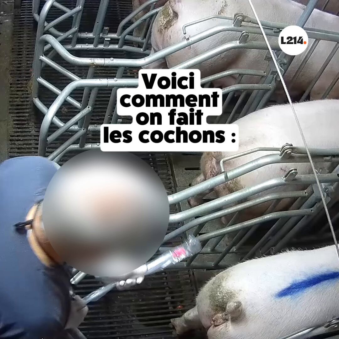 Dans les élevages fournissant Carrefour, les truies sont inséminées artificiellement: elles sont maintenues entre des barreaux pour leur enfoncer une sonde dans le v*gin. Vous trouvez ça horrible? Alors, passez à l'action avec nous ➡️
