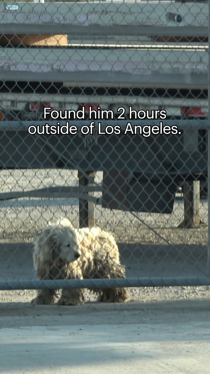 Homeless Spaniel had barbed wire embedded in his coat! Please watch Falkor's full rescue video here: 🥰 Our Paddington had to wait patiently while @xoxolorea and I finished grooming him. This poor boy doesn't like being left alone: 🩵 💙