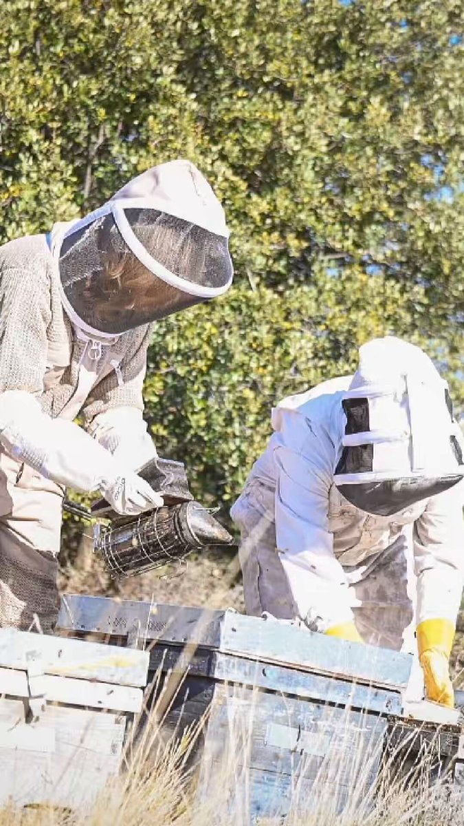 Lucía y Natalia cambiaron la ciudad por un pequeño pueblo de la provincia de Zaragoza para ser ganaderas de abejas. Viajé a Talamantes para compartir con ellas una mañana y conocer de cerca el trabajo tan importante de estas apicultoras. Se dedican a la cría y a la selección genética de la abeja negra ibérica. Mujeres como ellas son el corazón y la columna del medio rural. Por eso, quiero impulsar el Estatuto de la Mujer Rural, que el Gobierno de Azcón ha dejado en un cajón. #PorAragón #MásAlegría ❤️ #apicultura #mujerrural