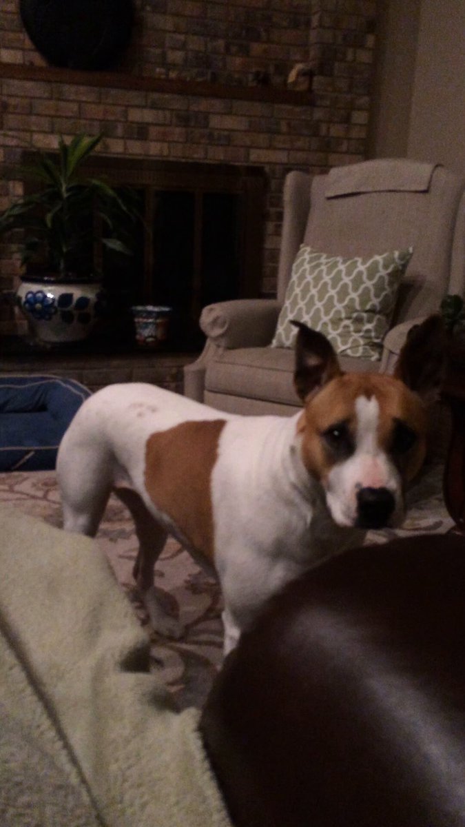 I’ll be gone for a while. I don’t know when I’ll be back. A day. A week. A month. I’m putting my dear , sweet Molly down today. She can’t make it anymore. Goodbye my sweet friend. You’ve been with me through so much pain in my life and replaced it with 15 years of joy. I thank God you showed up on my doorstep. No truer words have ever been spoken, Molly. Prison Cat will miss you. Please send Baby Kitty my love.