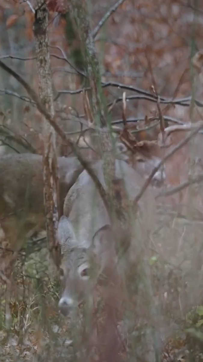 Rain falling, heart racing, and no ground shrinkage in sight. #Realtree