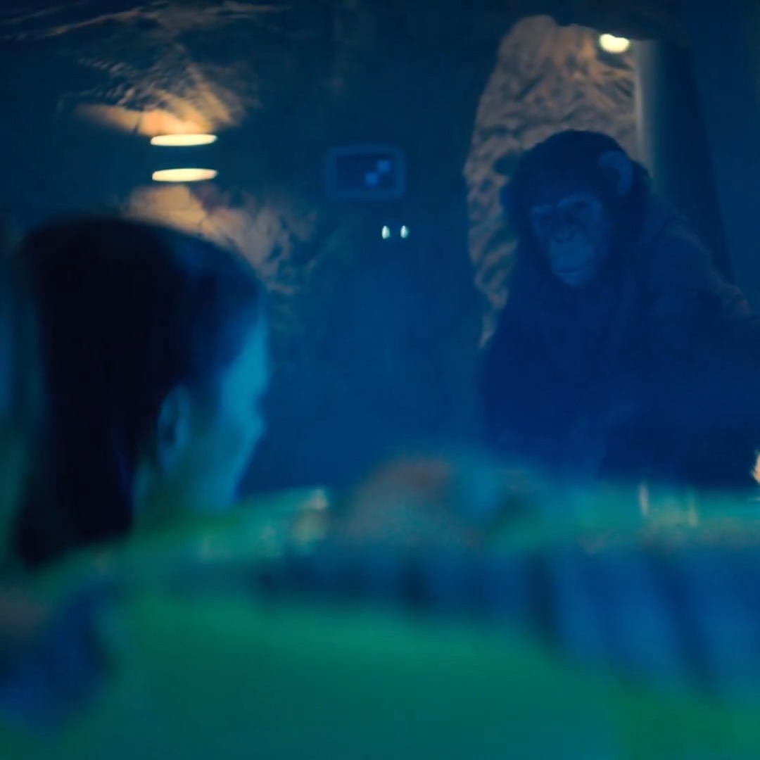 Terrifyingly good 🍅 PRIMATE currently holds a 92% after its first 25 reviews on Rotten Tomatoes 🍅, coming to theaters January 9
