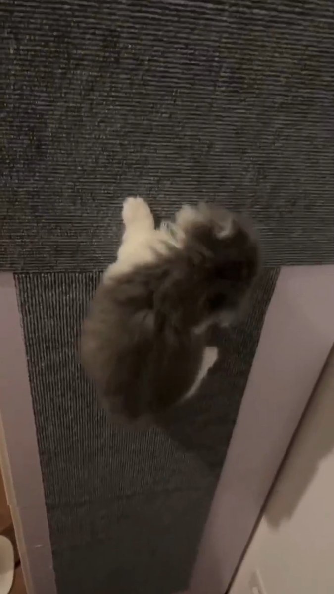 bro is a climbing expert