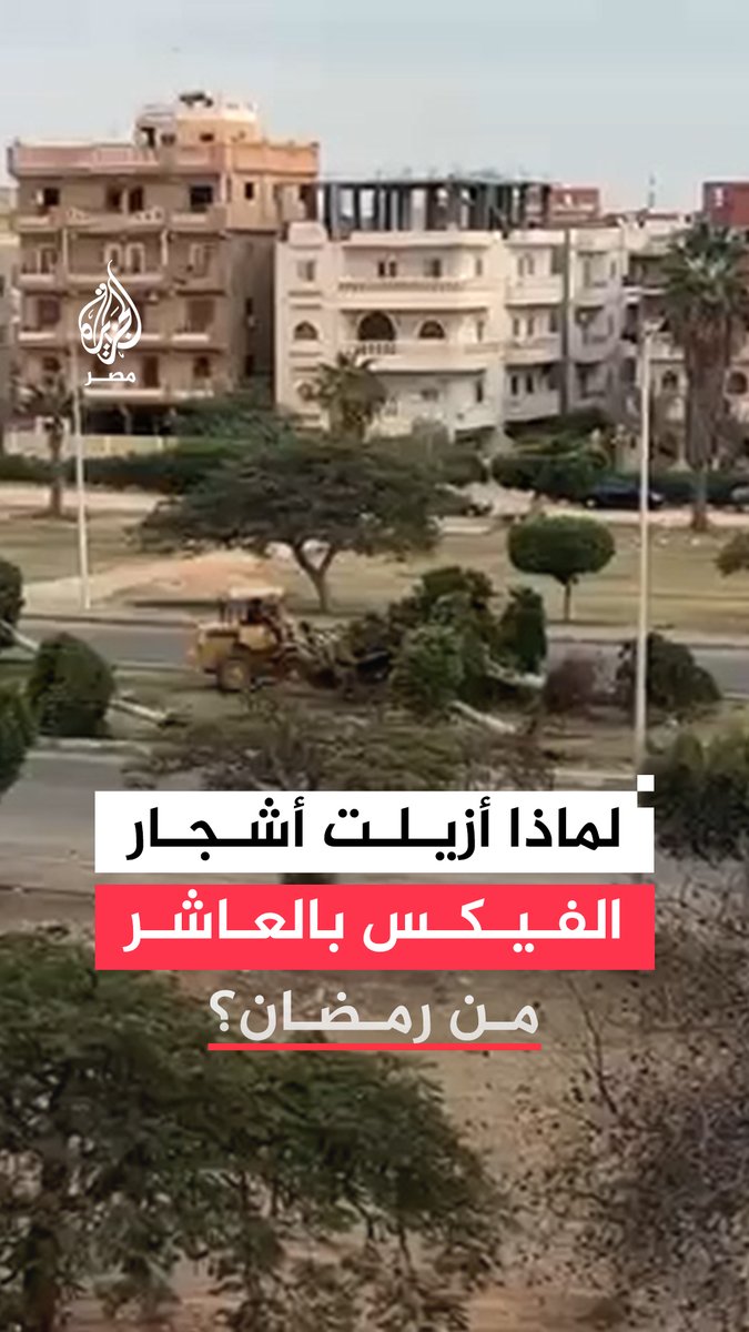 مدينة العاشر من رمضان تزيل عددًا من الأشجار المعمرة وتبيعها، مؤكدة تحقيقها مكاسب مالية كبيرة