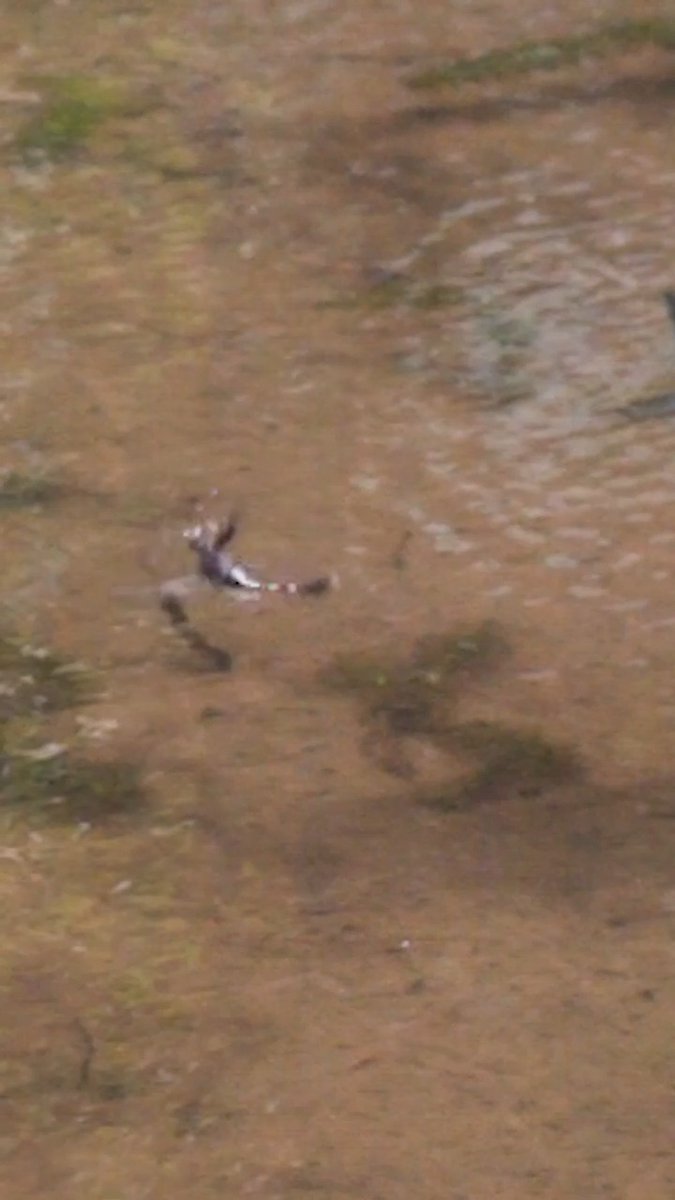 Dragonflies perform an amazing stunt so quickly most people never see it. After emerging from a pond dive, the insects execute several summersaults in midair—a feat scientists have captured for the first time with high-speed video. The bugs aren’t showing off: The quick dip cools them down, and the loop-the-loops help them dry off by flicking away the water. Learn more: