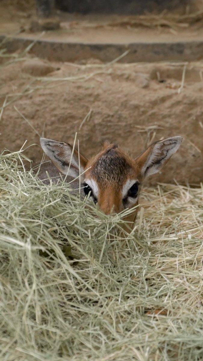 On the last day of December we present: a teeny dik-dik ❤️
