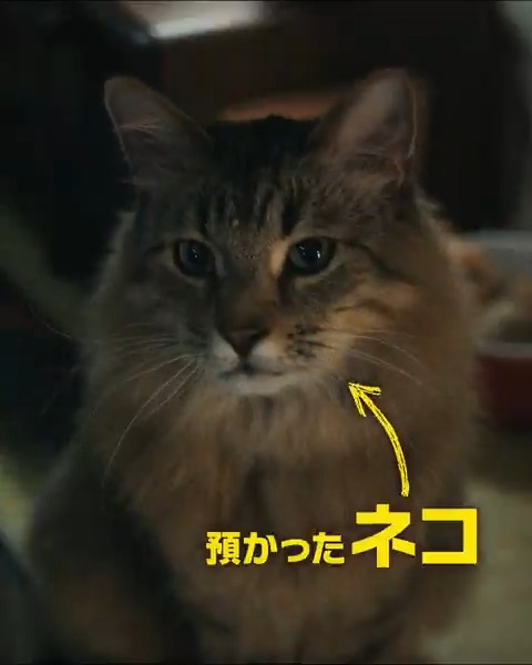 🐈ネコを預かっただけなのに…🐈 マフィアが次から次へとやってくる❗️ 『コート・スティーリング』🏃💨 🎬1/9(金) 全国の映画館で公開
