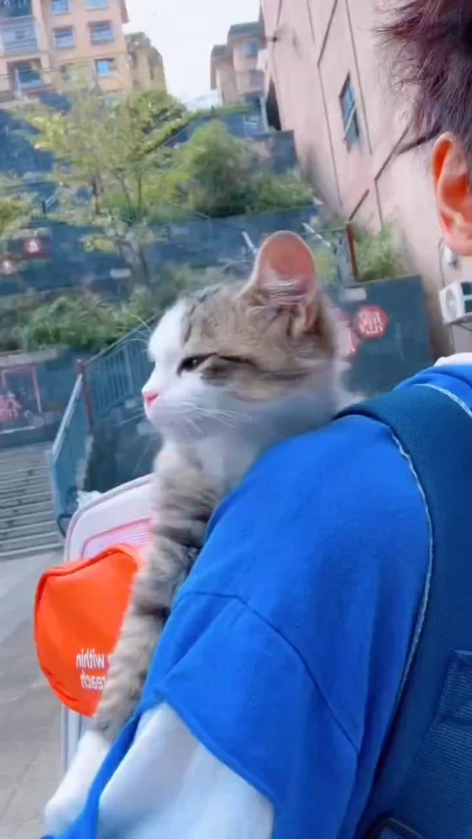 best companion