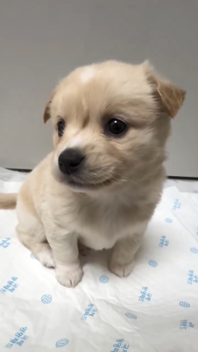 Pup are so beautiful 🐶🩷