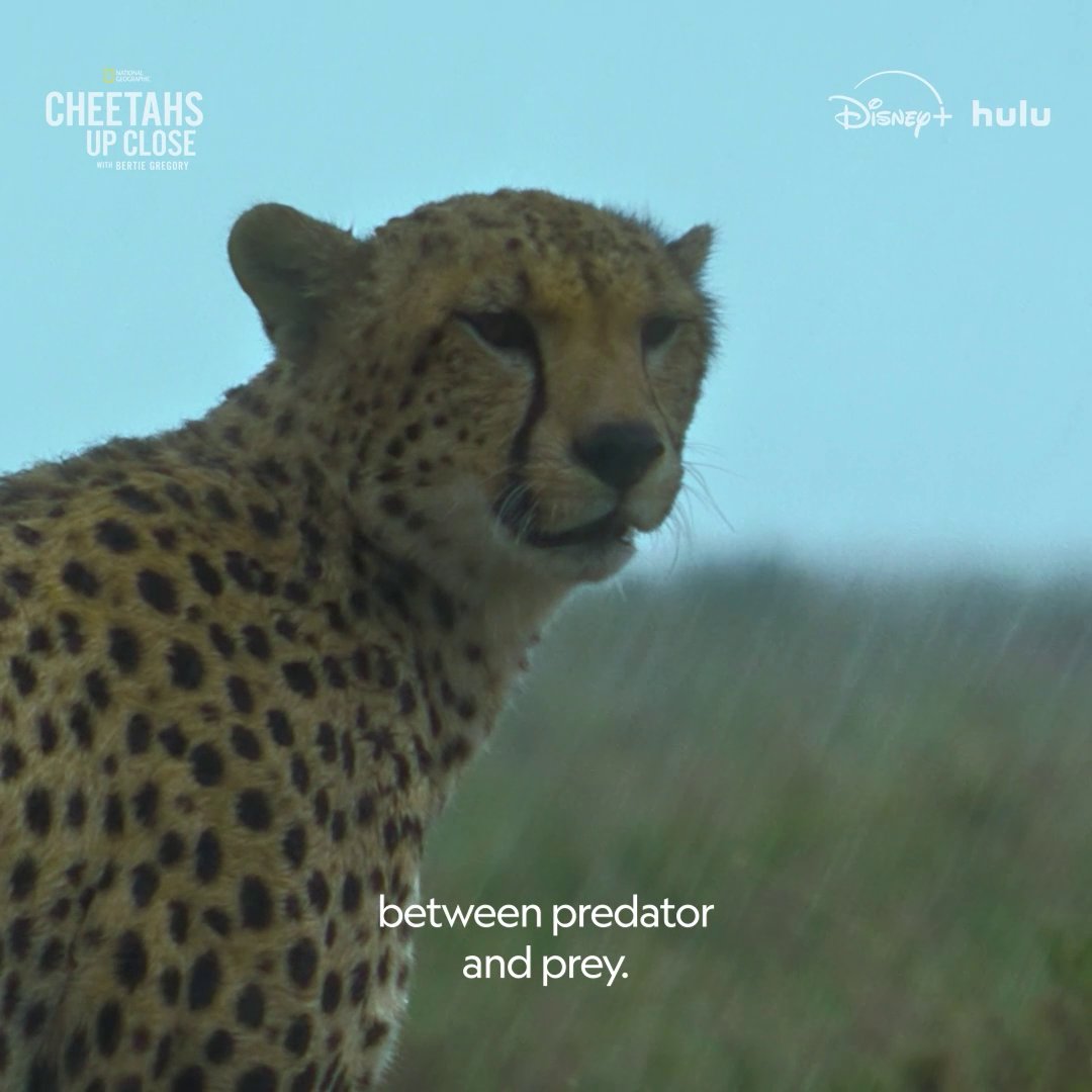 Filmed with specially adapted cameras to keep up with the action, the cheetahs of the Serengeti prove that they know how to use the chaos of a storm to their advantage. #CheetahsUpClose with Bertie Gregory premieres tonight at 9/8c on National Geographic TV. Streaming on Disney+ and Hulu.