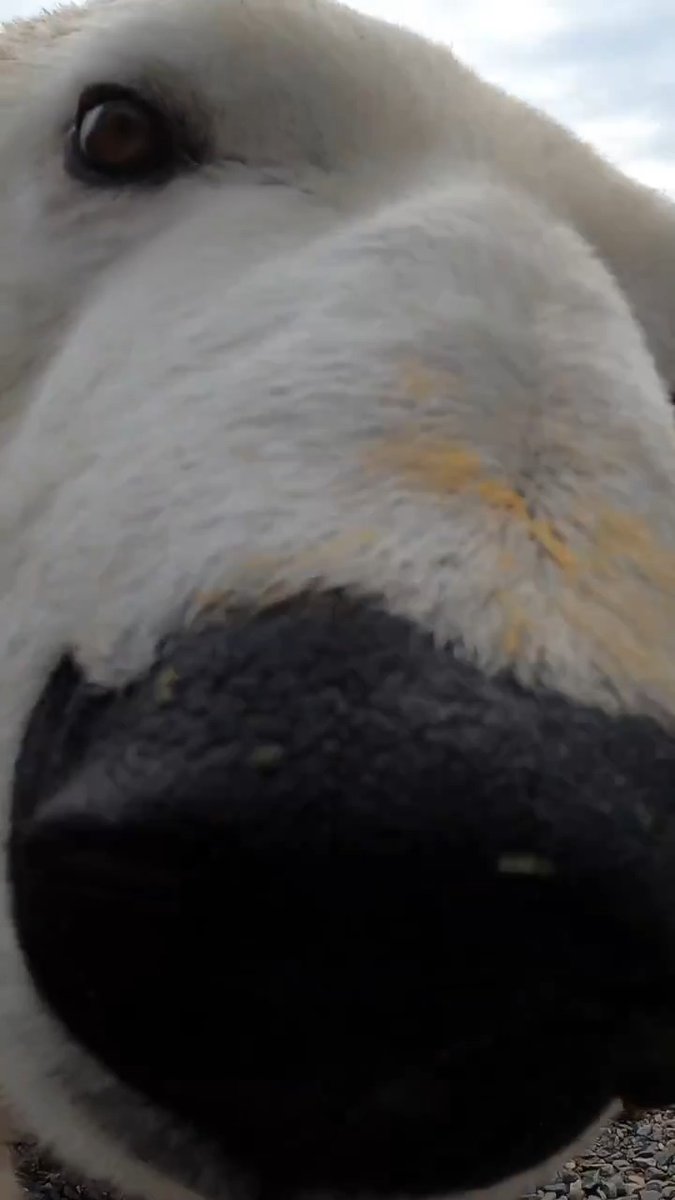 Happy boop year!