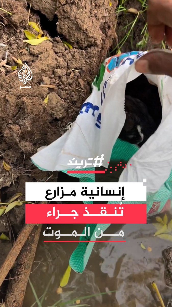 مزارع في #القليوبية ينقذ جراءً عثر عليها بالعراء ترتجف بردًا وتفتقر للطعام والمأوى في مشهد لاقى استحسان رواد منصات التواصل #تريند