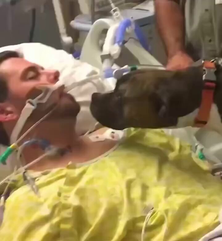 Dog Says Final Goodbye To Her Best Friend. Mollie’s owner, 33-year-old Californian Ryan Jessen, was hospitalised due to a brain haemorrhage. Despite prompt medical treatment, his condition deteriorated leaving his friends and family heartbroken. Learning that Ryan might never awaken from his coma, his sister Michelle requested a special favour from the hospital staff – to allow his best friend, Mollie, to visit him one last time. 😢