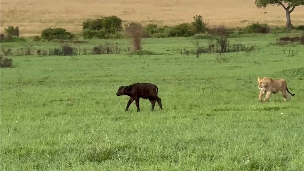 The power of maternal love is truly unparalleled and extraordinary ❤️ Not only that! The mother buffalo's bravery inspired the rest of the herd, giving them the courage to charge in and join the rescue, driving away the pride of lions🐃💪
