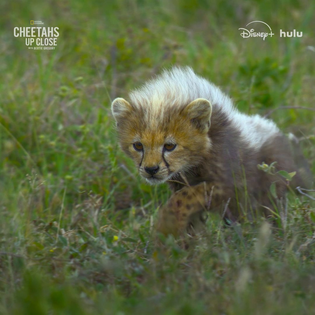 Think you can tell the difference between a cheetah cub and a honey badger? It might be harder than you'd expect... #CheetahsUpClose with Bertie Gregory is now streaming on Disney+ and Hulu.