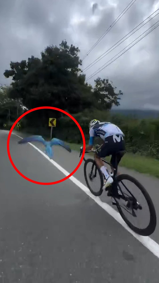 🇨🇴 | El ciclista colombiano Diego Pescador vivió un curioso momento en pleno entrenamiento, a su paso por el municipio de Calarcá, departamento del Quindío, cuando un guacamayo decidió acompañarlo.