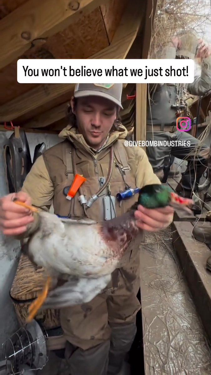 Is this for real? A unicorn in the waterfowl world, a Mallard x Wood Duck hybrid. Check out this unbelievable duck!!! 📽️@divebombindustries #FindYourAdventure #outdoors #hunting #duck #duckhunting #waterfowl