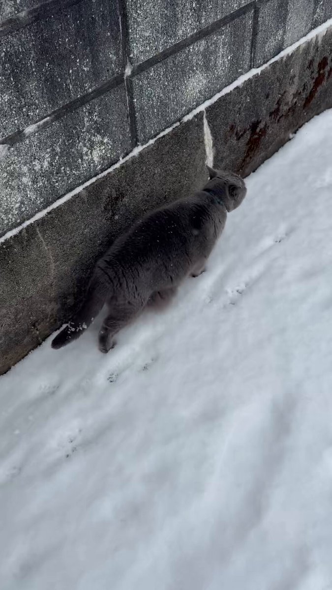 ビビと雪玉遊びしてたら、コントロールミスで木🌲に当たって上から雪が落ちてきました🤣