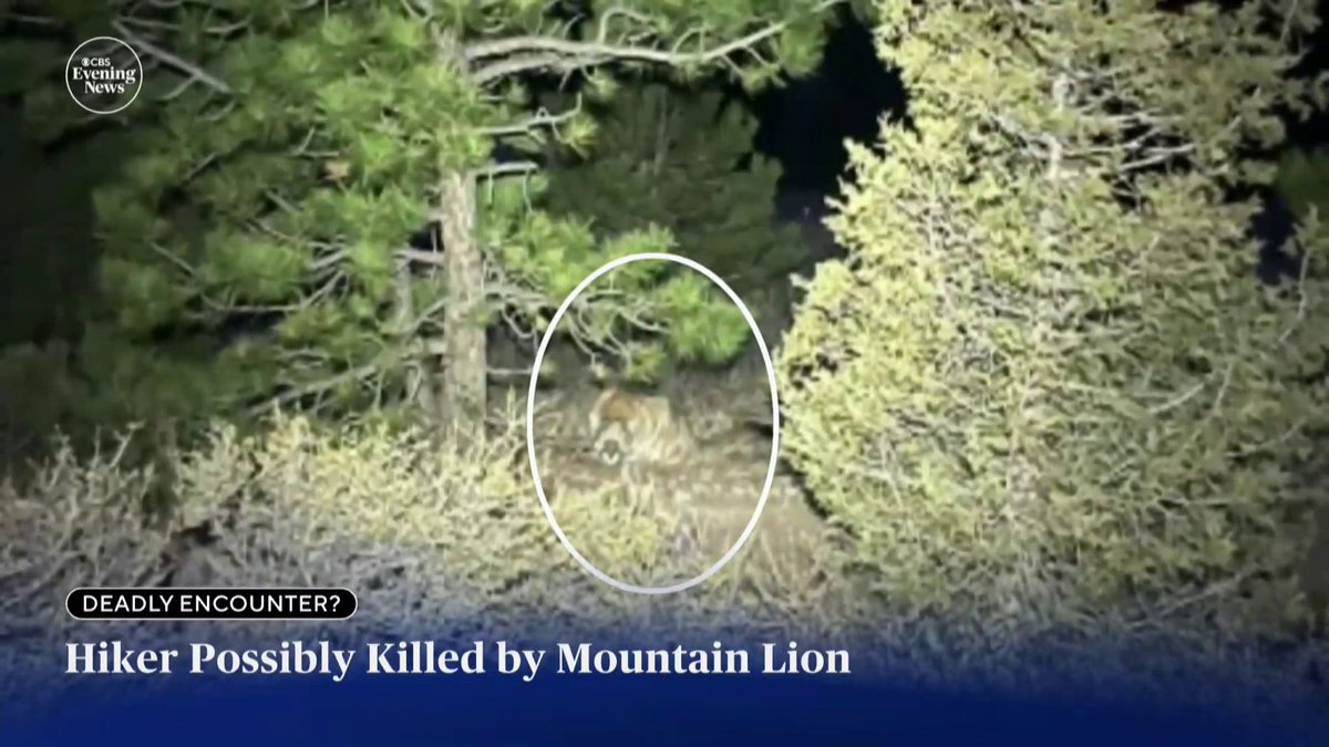 A woman hiking on a trail in Colorado was found dead after a suspected mountain lion attack, authorities said.