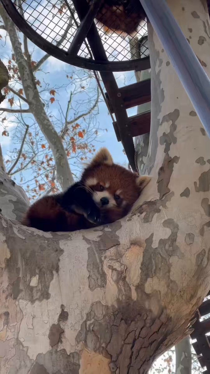 Red panda naps, cuddling its tail for comfort