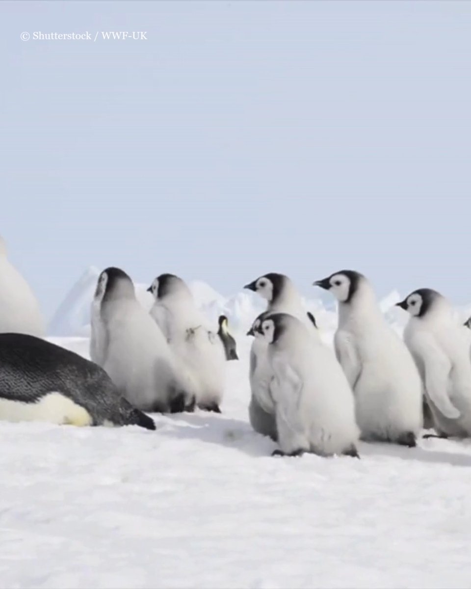 Emperor penguins might look a bit clumsy on land… but it’s a different story when they’re in the water! 🤿 These seabirds are incredible divers and can hold their breath for up to 22 minutes. And at around 4 months, penguin chicks will be able to start swimming too.