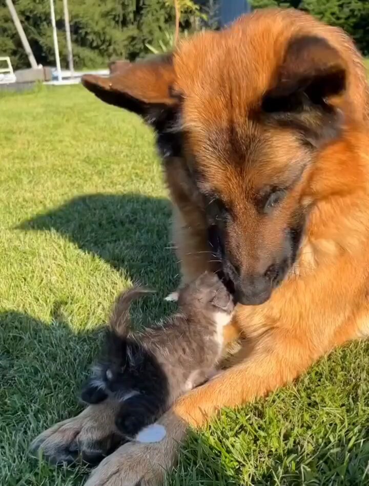 The best babysitters..🐕🐾🐈😍