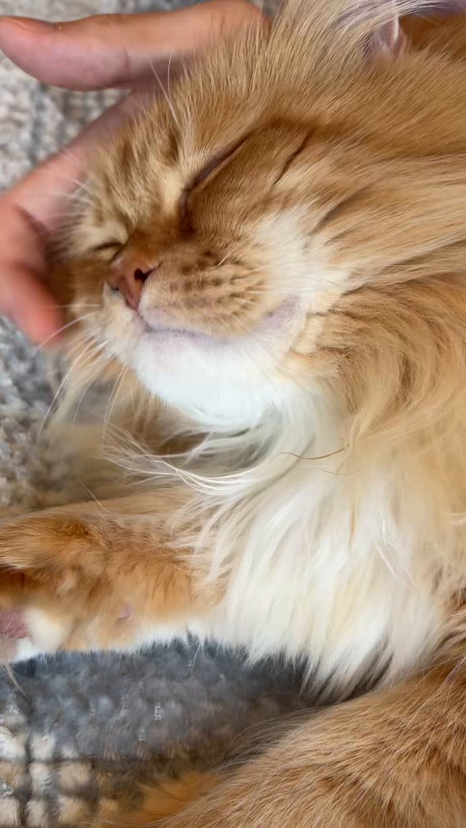 アレグラ食いながら親戚の猫と戯れてる