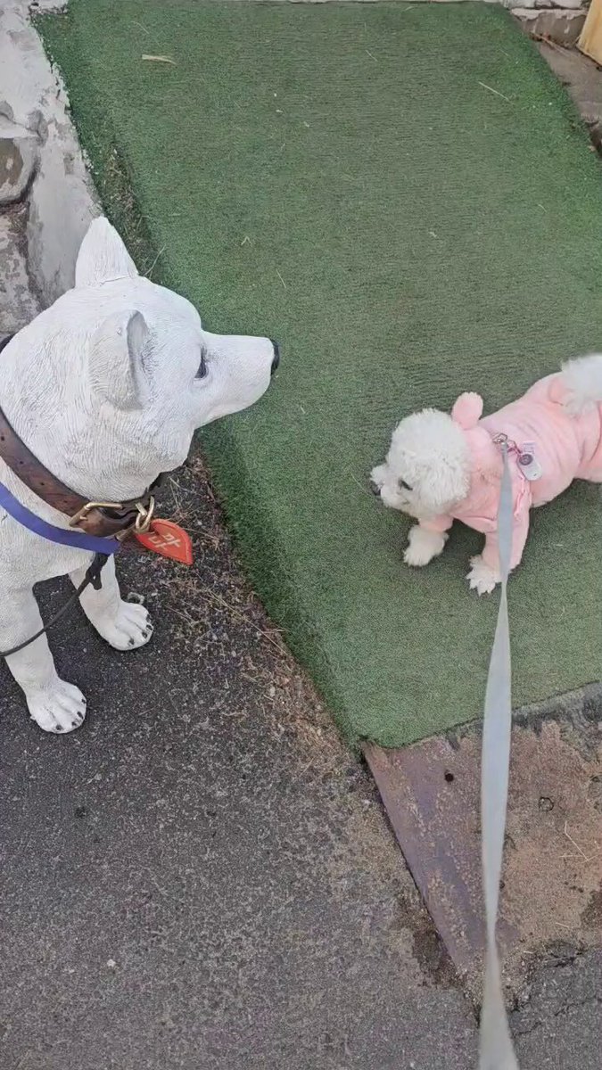 가짜 강아지에게 속은 진짜 강아지... 호통 존나 침