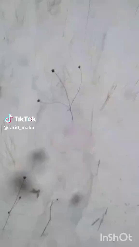 İran sınırına yürüyen başka bir grup. Hiç telaşlı, heyecanlı, panik halde değiller. Açık arazide rahat rahat egemen bir devletin sınırına yürüyorlar ve sıfır çekince. Neden? Çünkü dârülharpçılar mayınları temizletti.