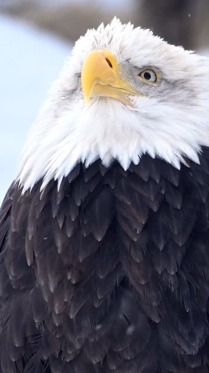 Scarf season incoming...🧣 #DidYouKnow Bald Eagles often mate for life! After pairing and building a nest, they perform a cartwheel display, where they lock talons and tumble toward the ground before releasing at the last second. 📸: Mike Kolesnikov #baldeagle #winter #wildlife