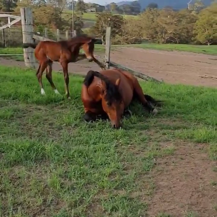 When all you want to do is play, but mom just wants to sleep in. 😂