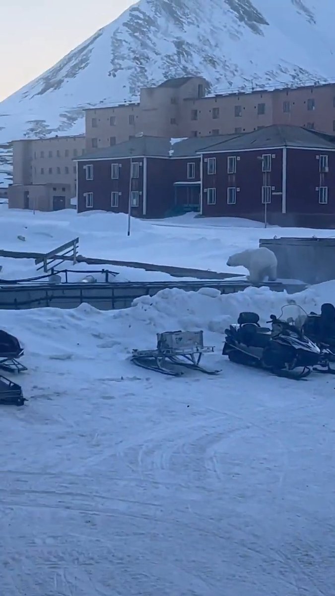 I already know there are going to be guys in the comments saying they could take a polar bear....๐ปโโ๏ธ๐ #rural #alaska #polarbear #bears #snowmobile #FAFO