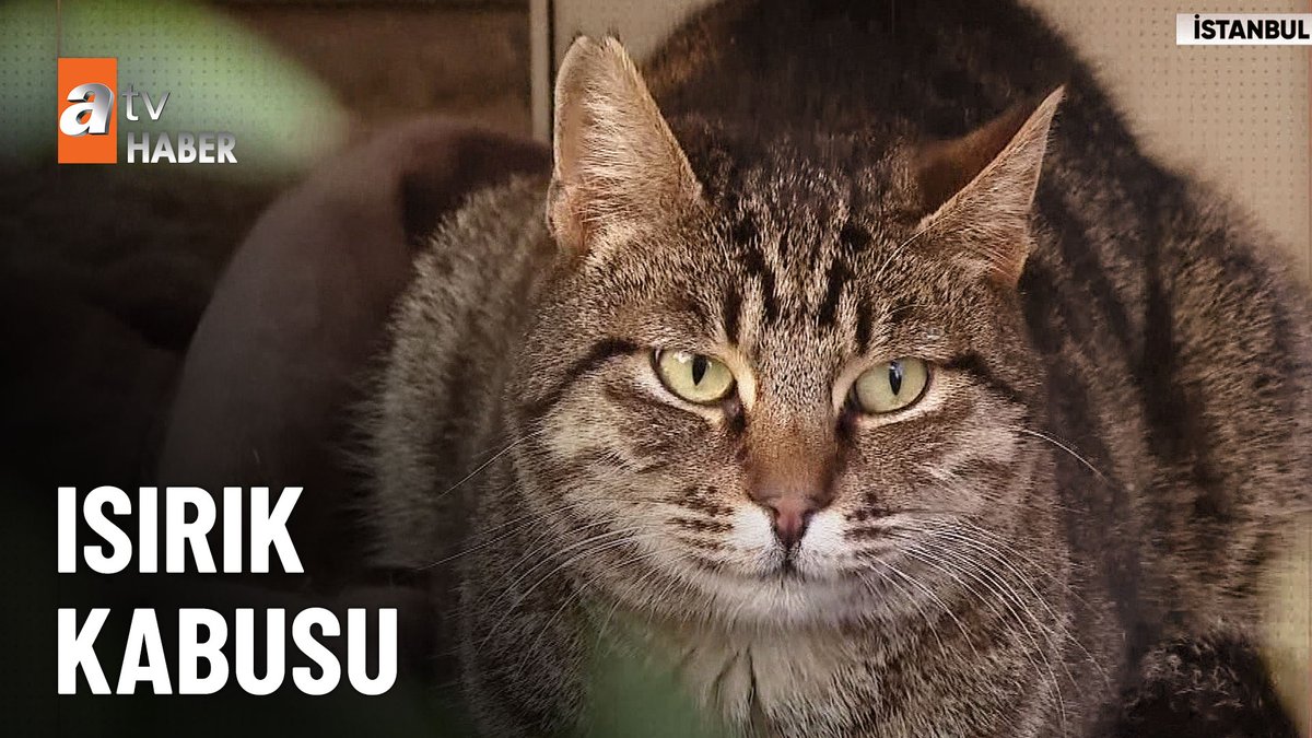 Isırık kabusu Evinde beslediği kedi elini ısırdı, hayatı kabusa döndü #atvHaber #kedi #sağlık