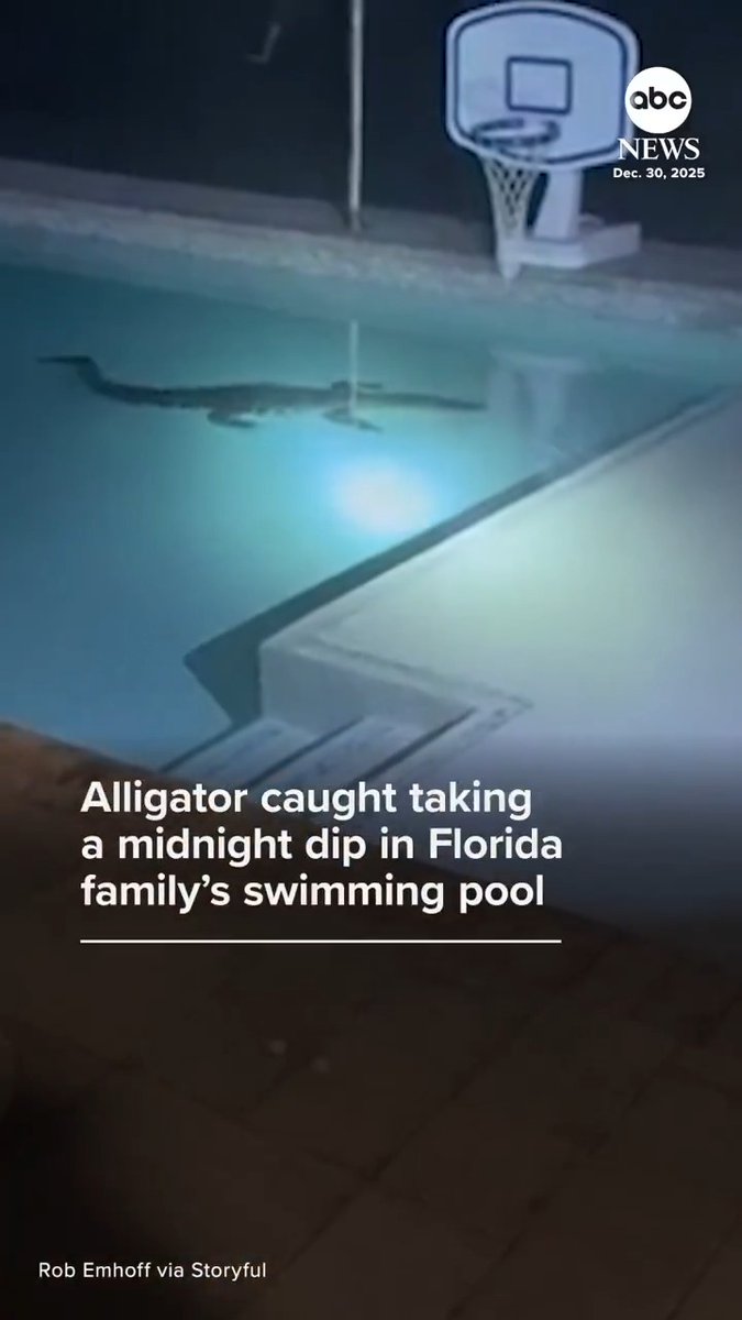 A family in Naples, Florida, had to call in the professionals after finding a large alligator taking a dip in their backyard pool in the early hours of Dec. 30.