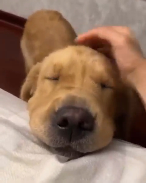 This dog loves affection 🐕💜